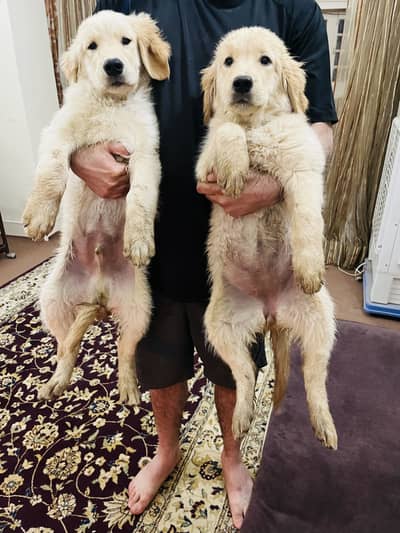 Golden retrievers