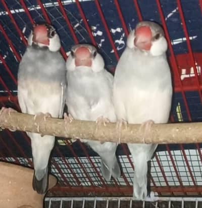 Java Bird adult pair