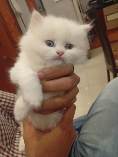 kitten baby for sale