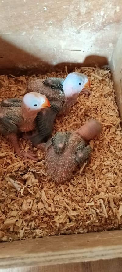 Raw Chicks age 25 days