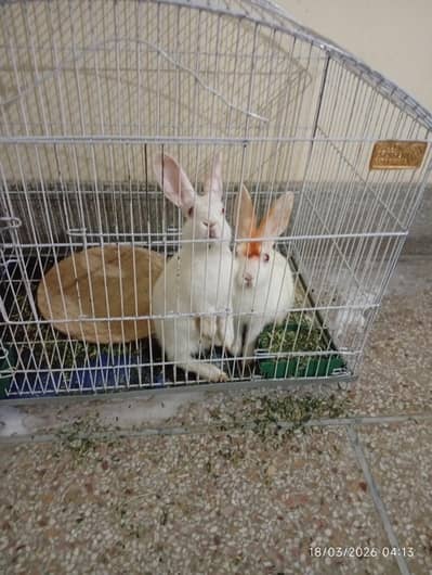 Rabbits,bunnies,khargosh