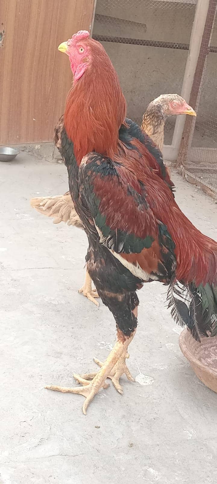 quality aseel patha 0