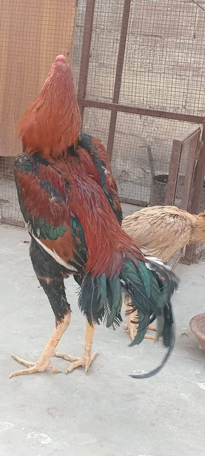 quality aseel patha 1