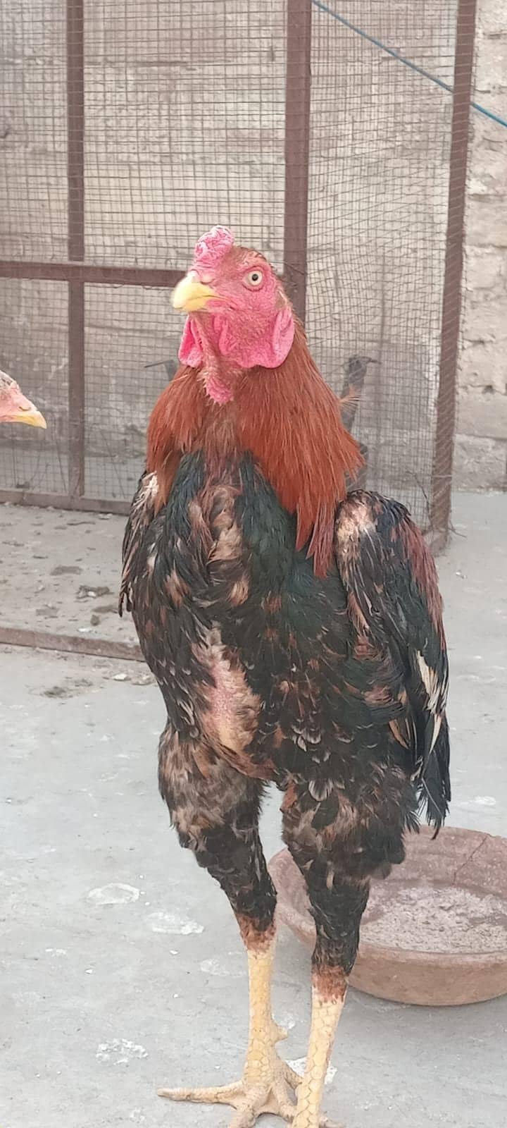 quality aseel patha 2