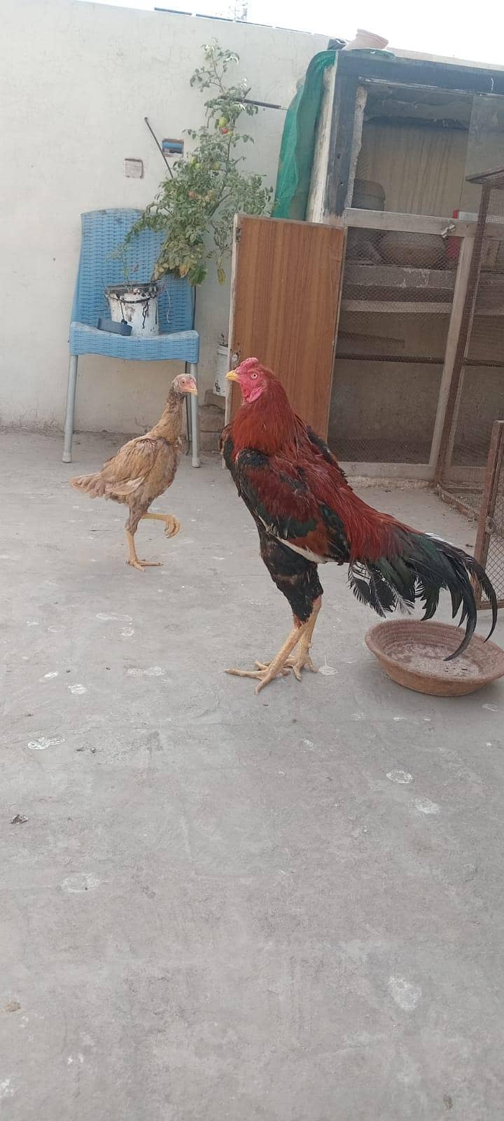 quality aseel patha 4