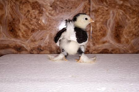 mottled bantam chicks available Whatsapp 03224492928