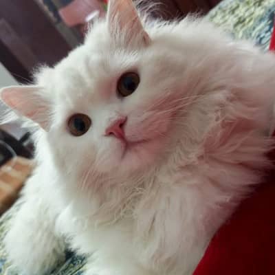 Persian cat for sale