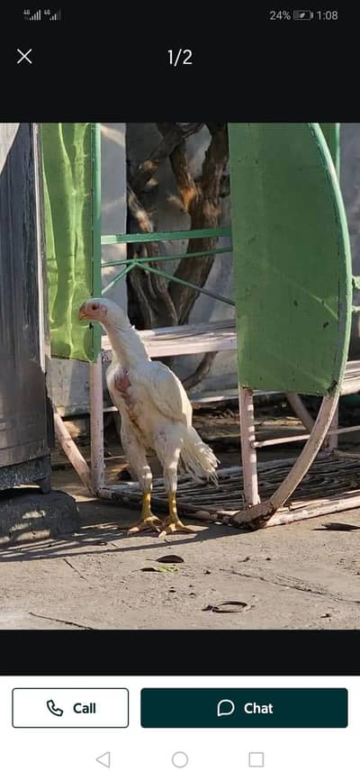 arrot big murga age 3 month for sale 03468444939