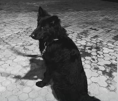 “A dog is a faithful animal and best friend of humans. ”‍