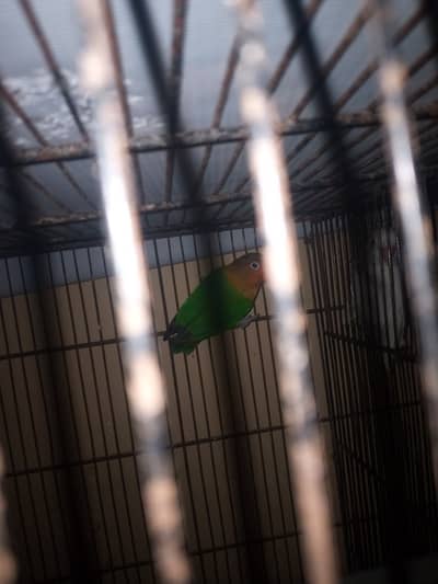 Lovebrid breeder pair