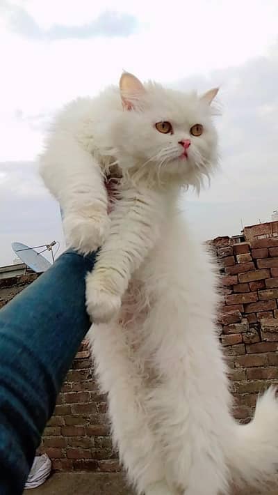 Punch face female cat vaccine done card available