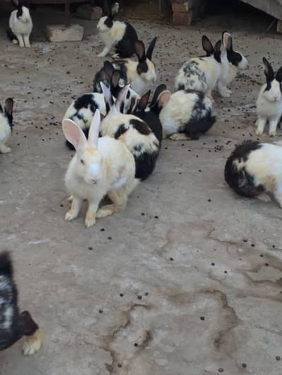 Healthy Rabbits For Sale