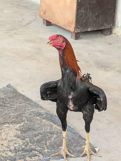 thikra high quality aseel