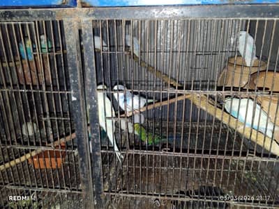 australian per piece 500 albino pathy per piece 600 latino pathy 500