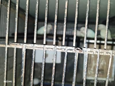 albino pathy per piece 600