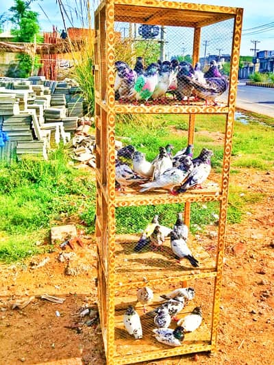 all kabootar for sale