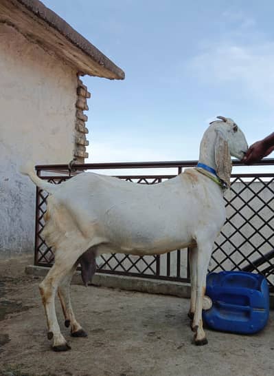 breeder bakri for sale with female kid