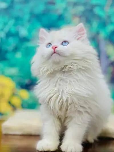 my beautiful cat for sale 2 month age 0348/40/59/120 my contact