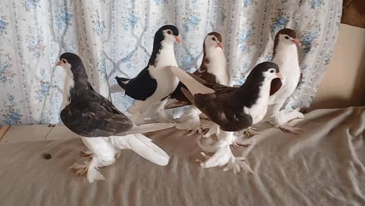 lahore sherazi pigeon,3185461922