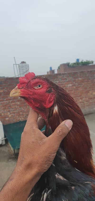 urgent sale Karna ha muraga bohut acha ha lakha nasal ka Murga ha