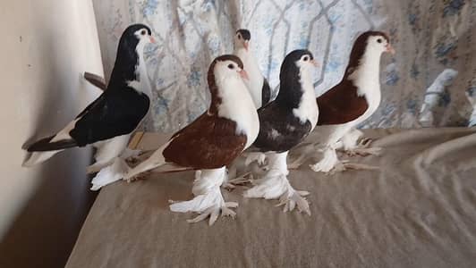 Lahore Sherazi pigeon