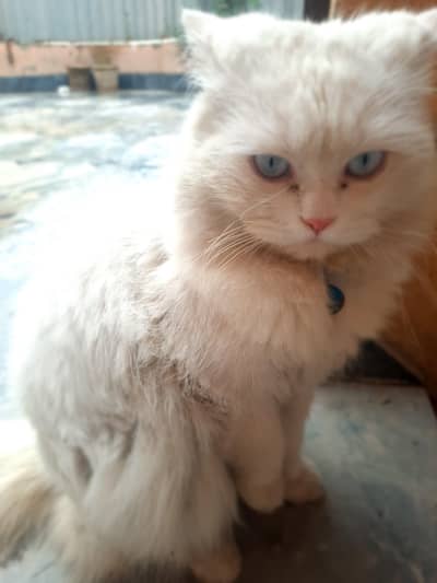 Blue Eyes Male cat for mating ( Not for Sale)