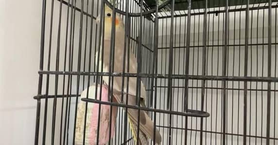 Parrots and Cages for sale