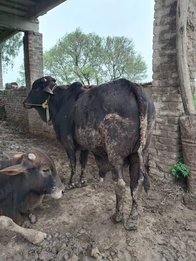 Qurbani Bull | wacha | Bail | Donda |