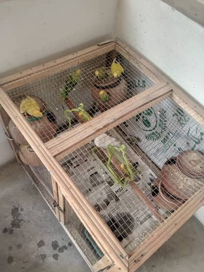 Australian parrots with Cage for sale