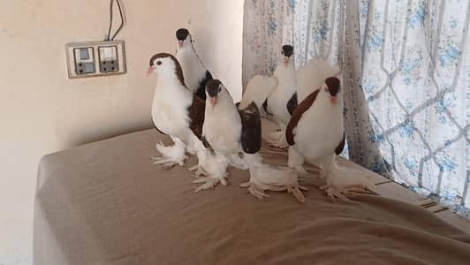 Lahore Sherazi Pigeon