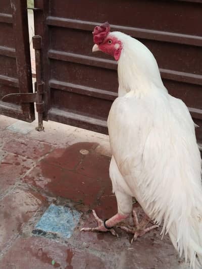 aseel pure Heera murga for sale