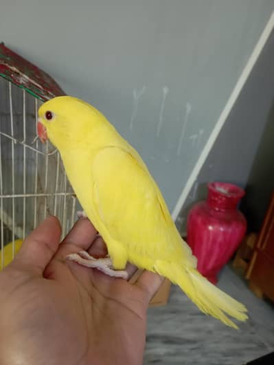 Yellow Ring-necked babies