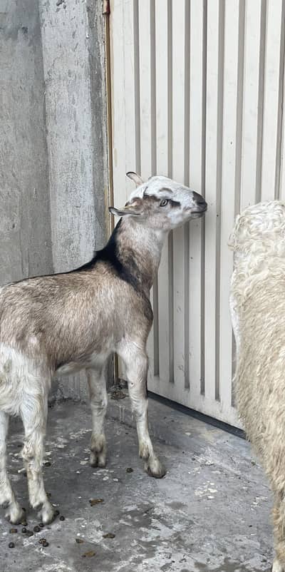 Barbari breeder Male kid For Sale