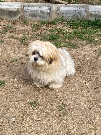 Shihtzu (shitzu) male