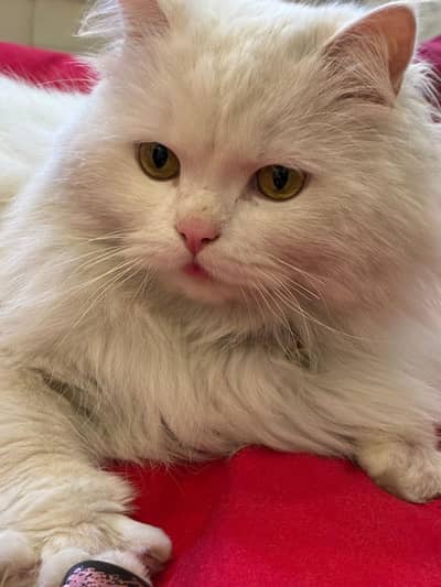 Persian Cat for Adoption