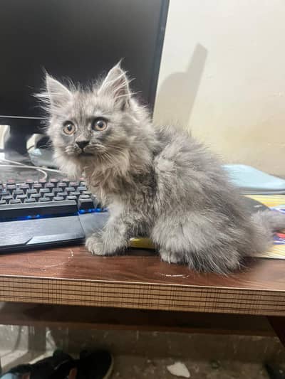 grey male kitten in saddar rawalpindi