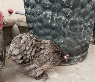 Bantum pair for sale