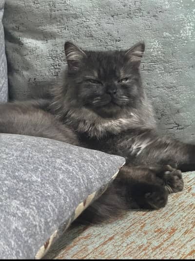 Adorable Double coated Persian Cat