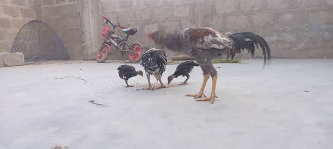 Selling My Cheena Aseel Chicks