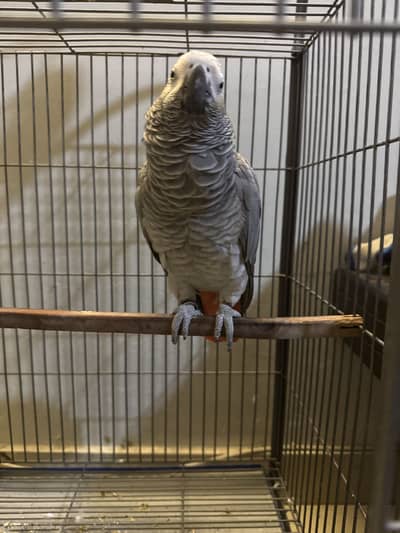 African Grey Parrot (Playfull & Speaking) Healthy & Active