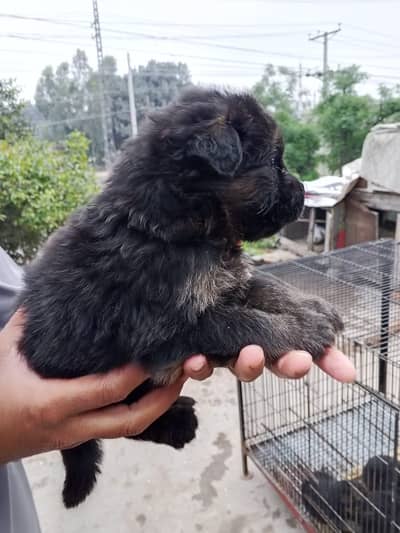 LONG COAT PUPPIES FOR SALE