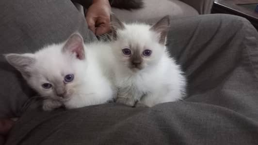 kitten pair sale