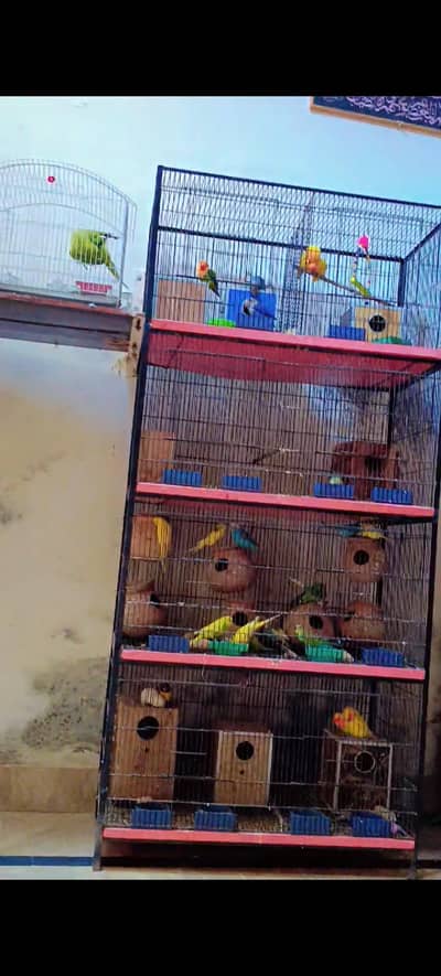 Cage 10/10 condition all ok