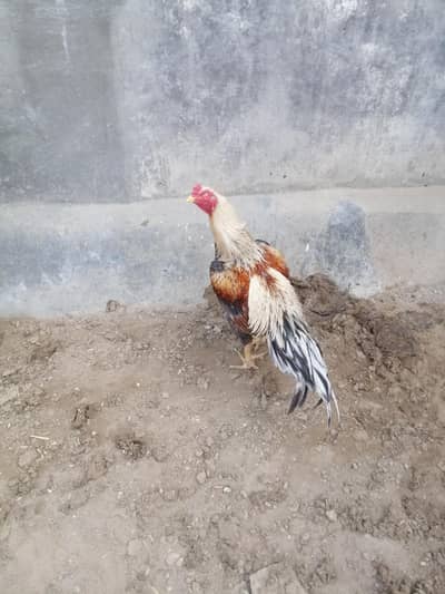 Aseel hen setup for sale  with cages