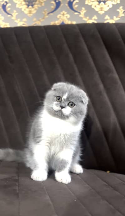 Scotish Fold Male Kitten 03094642328