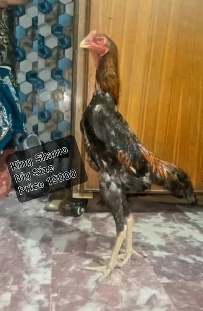 King Shamo Male Shamo cross Male Available