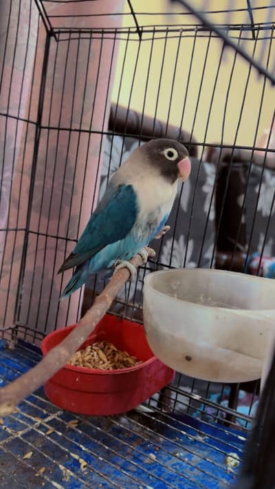 love bird blue mask breeder pair and cages