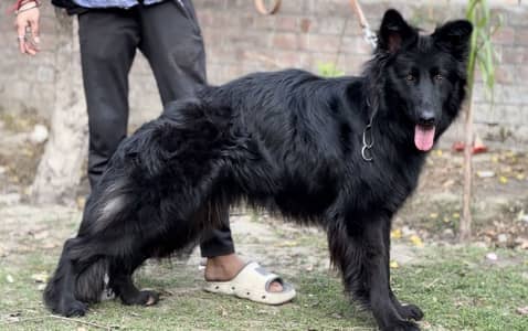 German shepherd male