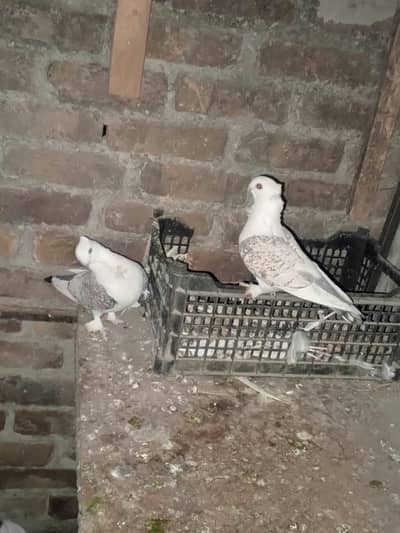 sentient bredar pair