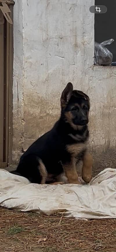 German Shepherd Puppy / German Shepherd /, GSD Puppy / Male puppy